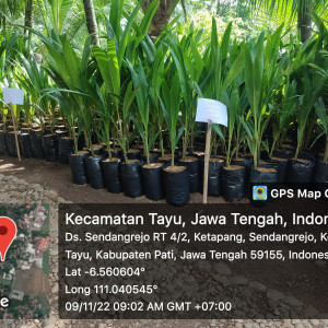 BIBIT KELAPA KOPYOR DALAM POLYBAG