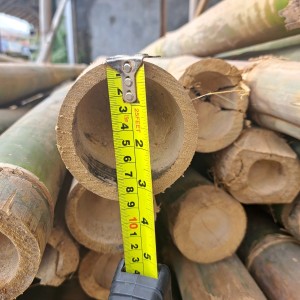 Bambu Petung Ø 6 - Ø 8 = 5 m