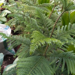 Tanaman Cemara Norfolk