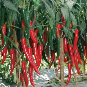 Benih Cabe Cabai Besar