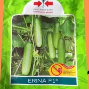 Benih Timun Erina F1