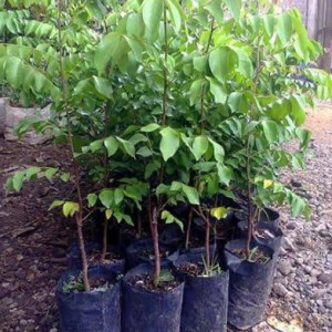 Bibit Belimbing Dewi