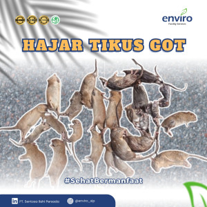 Jasa Pengendalian Hama Tikus