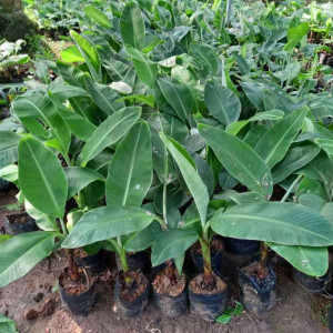 Bibit Pisang Raja Bulu