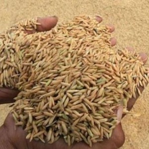 Gabah Kering Giling (GKG)