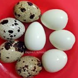Telur Puyuh
