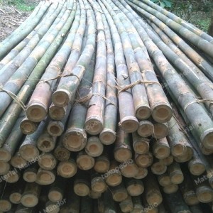 Bambu Petung