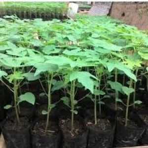 Bibit Pepaya California