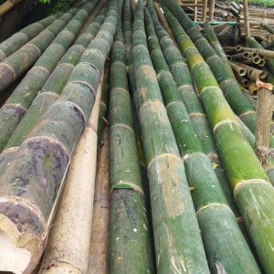 Bambu Panjang 4m