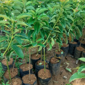 Bibit Alpukat Cipedak