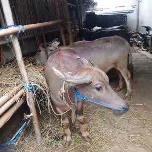 Kerbau Lumpur Betina (Poel 1)