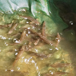 PAKET INDUKAN WADER PARI