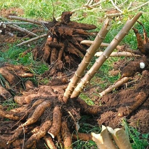 Bahan praktek bimbingan teknis diversifikasi produk umkm di Kab. Tegal