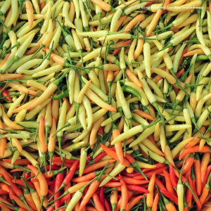 Benih Cabe Cabai Rawit Dewata 43 F1