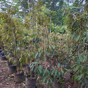 BIBIT DURIAN MUSANGKING