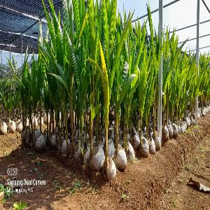 BIBIT KELAPA KOPYOR TANPA POLYBAG