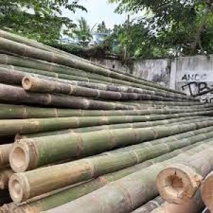 BAMBU PETUNG DIAMETER 10-15 = 5M