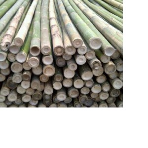 Bambu diameter 8 - 10 cm