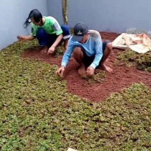 Tanam rumput per m2