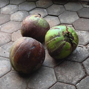 BIBIT KELAPA DALAM UPAT UPAT BUTIRAN