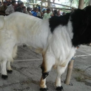 Kambing PE Jantan