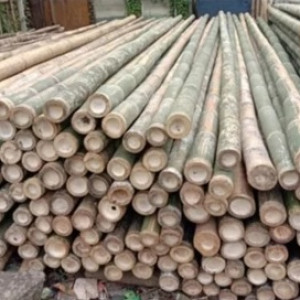Bambu per batang