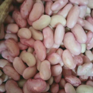 Kacang Merah Basah Segar