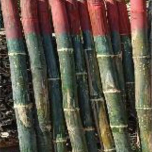 Bambu untuk patok batas