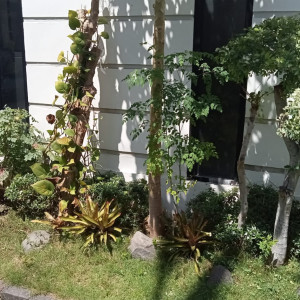 Pemeliharaan Taman Depan