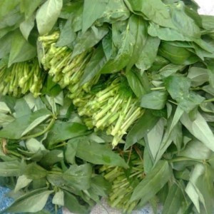 Sayuran Daun Lembayung
