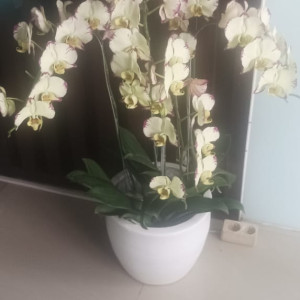 Sewa Bunga Anggrek Bulan Besar