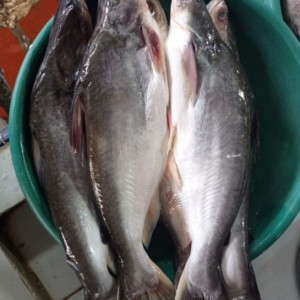 IKAN PATIN
