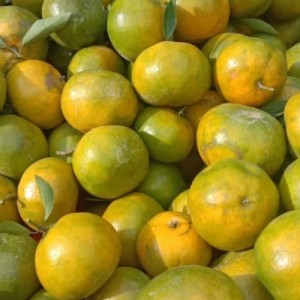 Buah Jeruk Siam (Kg)