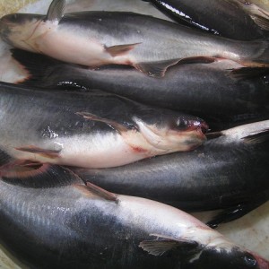 IKAN PATIN SEGAR