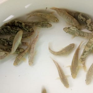 Benih Ikan Kerapu Macan (Epinephelus)