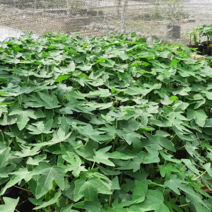 Bibit Pepaya California