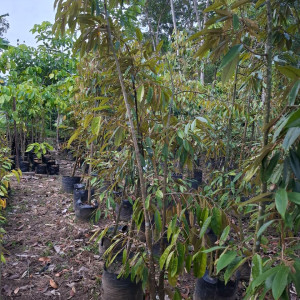 BIBIT DURIAN MUSANGKING