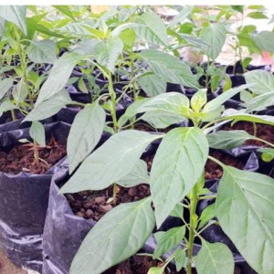 Bibit Cabai Keriting