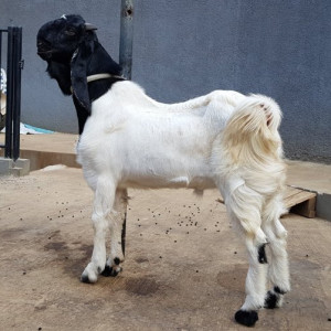 Kambing PE Betina