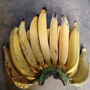 PISANG BAWEN