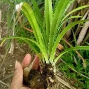 Bibit Pandan Laut