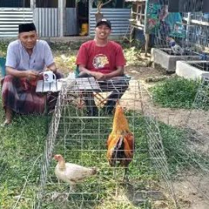 Bahan Pelatihan Ternak Ayam