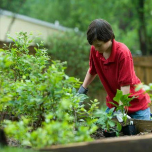 Bahan Pelatihan Berkebun