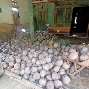 BIBIT KELAPA GENJAH BUTIRAN