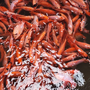PAKET  INDUKAN IKAN NILA MERAH