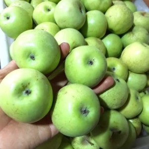 Buah Apel Malang