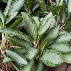 Tanaman Aglonema Sri Rejeki