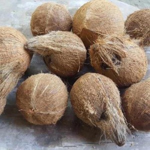 Kelapa Utuh