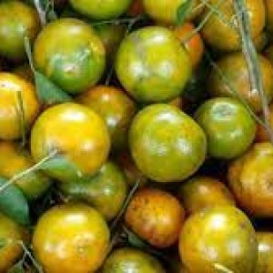 Buah Jeruk Lokal