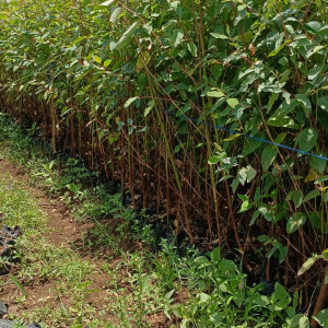 Bibit Ekaliptus Pelita